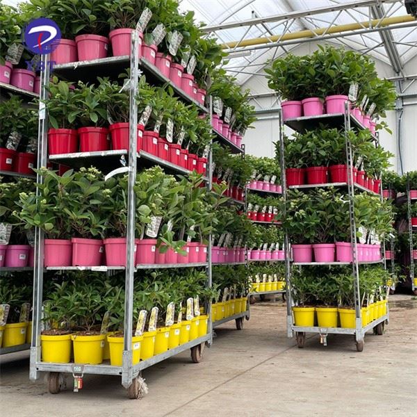 Carrinho Para Transporte De Flores E Plantas Ornamentais